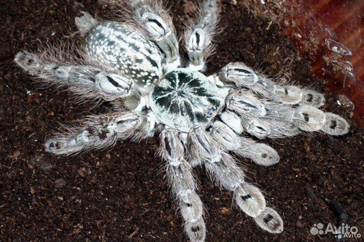 Пауки-птицееды от заводчика