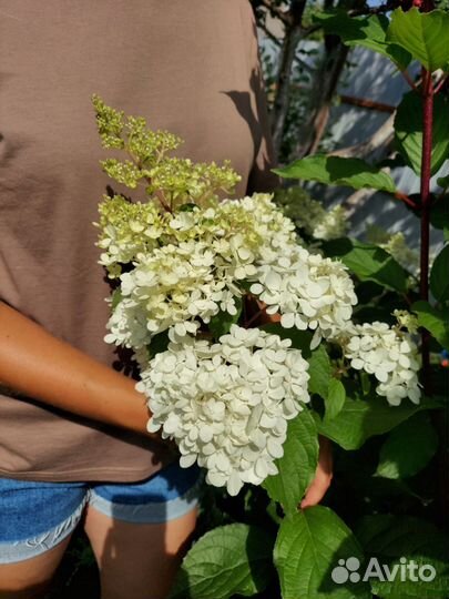 Ванилла Фрейз Гортензия метельчатая Vanille Fraise