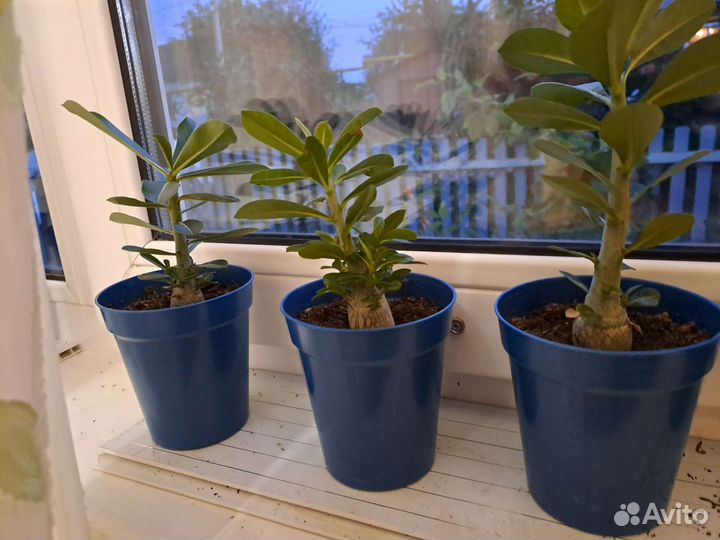 Адениум (роза пустыни)