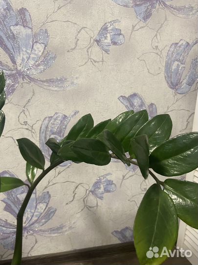 Замиокулькас