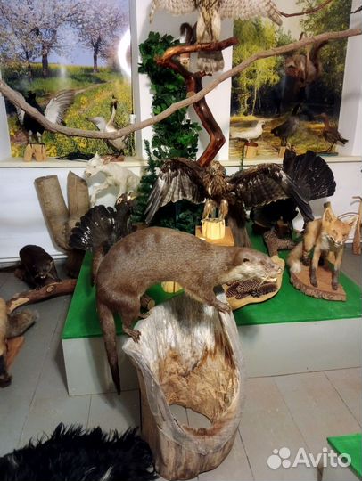 Чучела животных