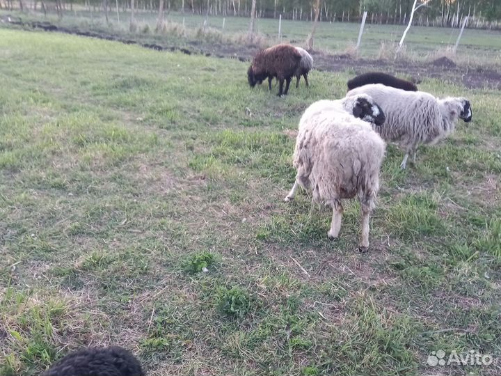 Овцы,бараны,ягнята