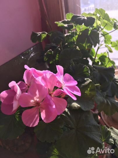 Пеларгония герань