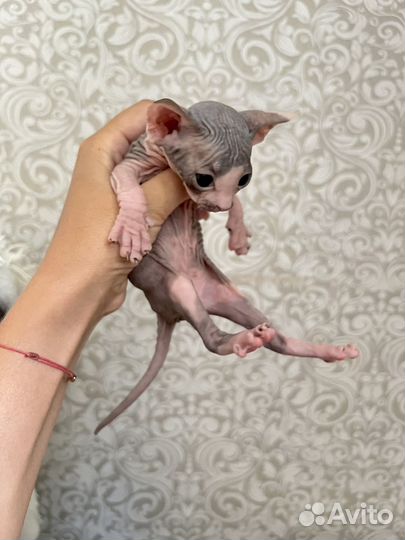 Донской сфинкс