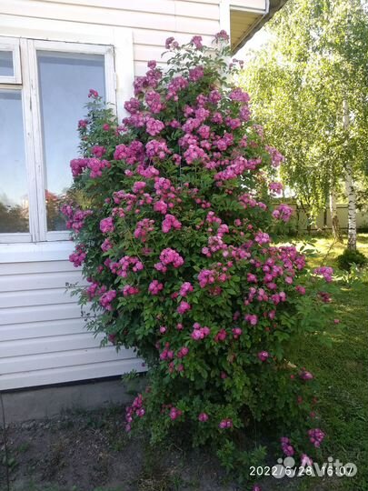 Плодовые деревья и кустарники, многолетние цветы