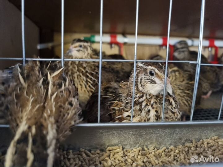 Яйца перепелиные домашние