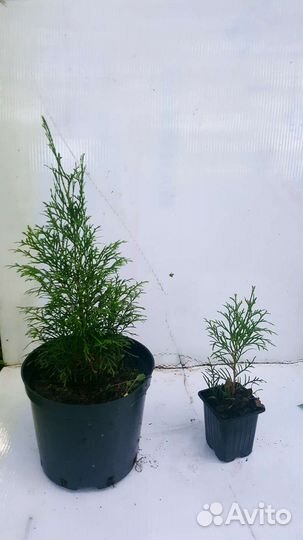 Туя Смарагд саженец