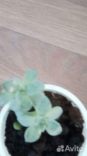 Цветы эхеверия