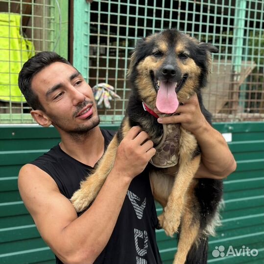 Домашняя собачка 12 кг оказалась в приюте