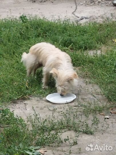 Щенки в добрые руки