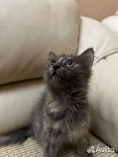 Отдам котенка в добрые руки