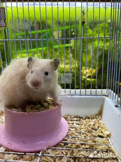 Хомячки зоомир