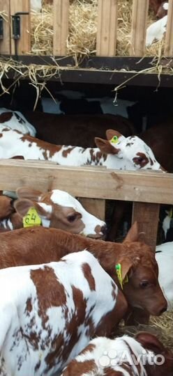 Телята с доставкой