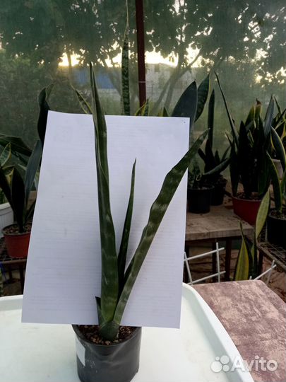 Сортовые сансевиерии