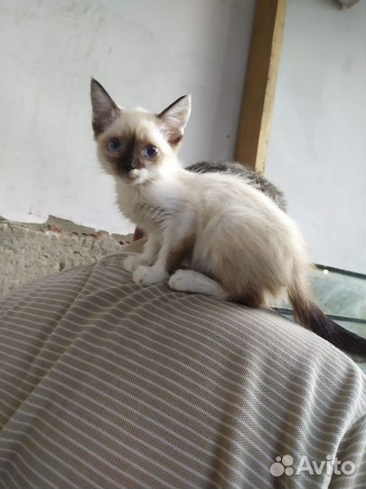 Красивые котята