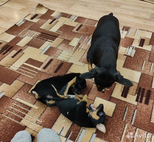 Продам щенка