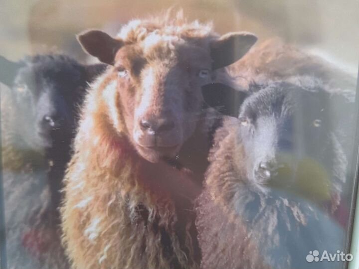 Овцы бараны