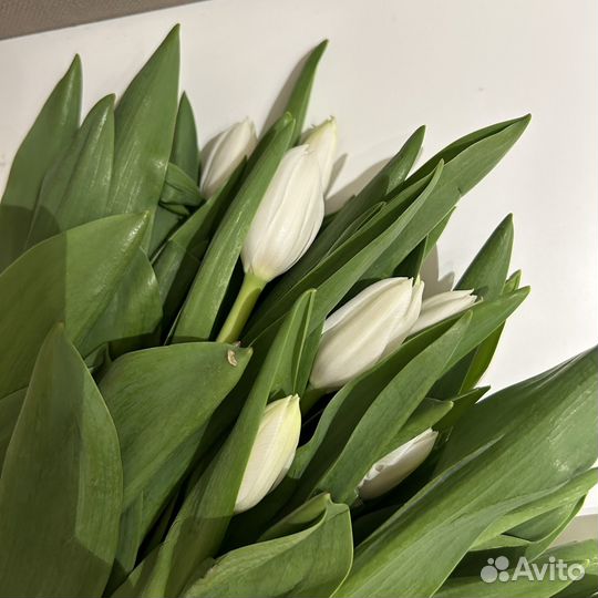Тюльпаны белые классические