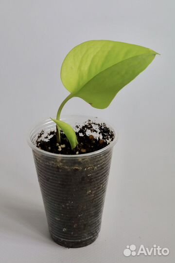 Хэппи Лиф, Неон, Эн-Джой, Пиктус, Бразил