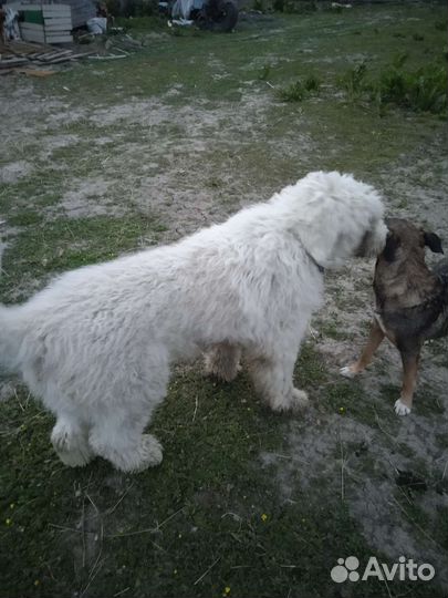 Южнорусская овчарка