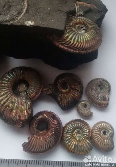 Экскурсия к месту залегания окаменелостей