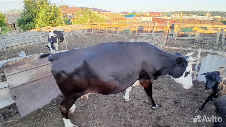 Продам 1 фото стельная корова,возраст 4 года