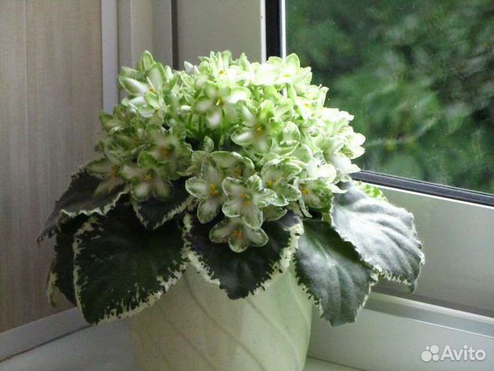 Детки фиалок