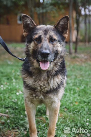 Овчарка Малыш ищет дом