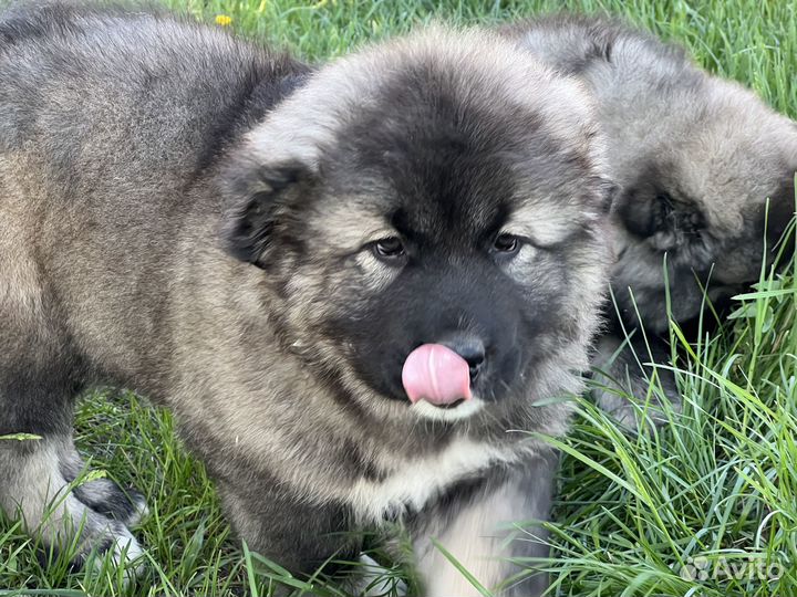 Продам кобеля