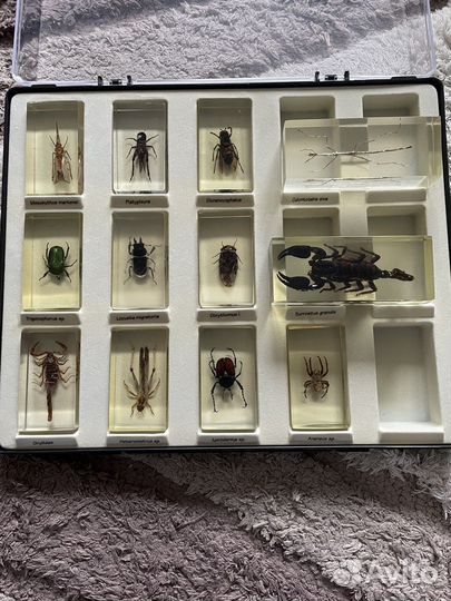 Коллекция «Насековмые и их знакомые»