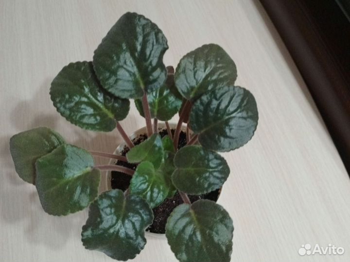 Фиалка бордовая