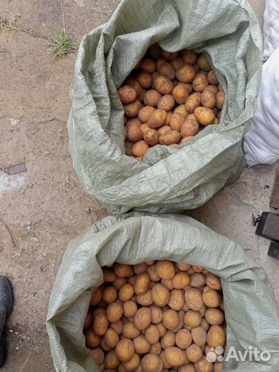 Картофель Галла семенной на посадку