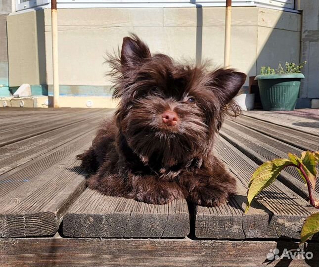 Барни, шоколадный йорк