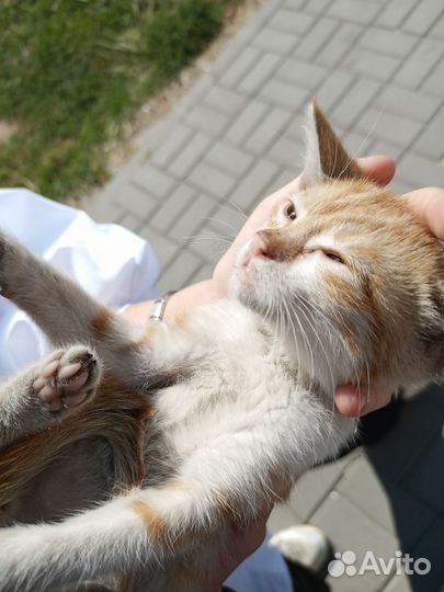 Котёнок
