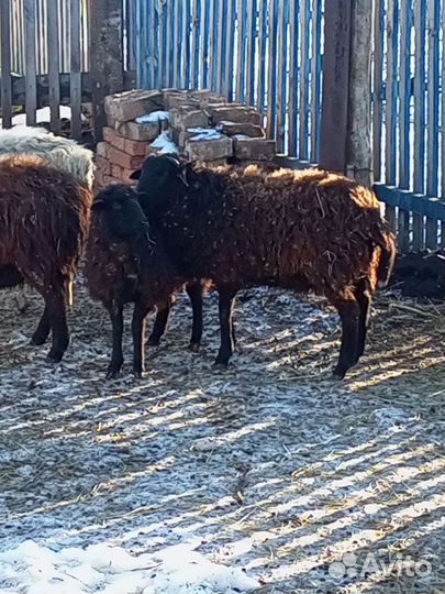 Овцы бараны