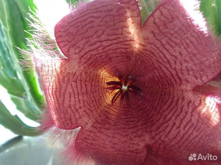 Стапелия грандифлора grandiflora