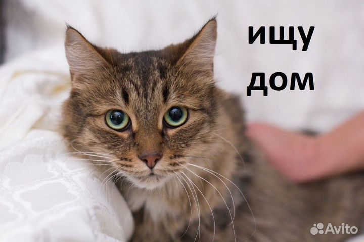 Кошки в добрые руки