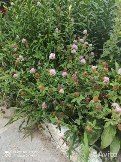 Семена Клевера