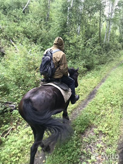 Лошадь кобыла