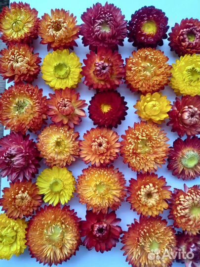 Сухоцветы. Гелихризум (Бессмертник)