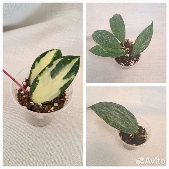 Хойи укорененные