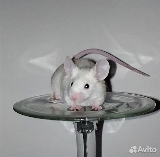 Милые мышки