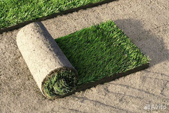 Укладка и продажа газона