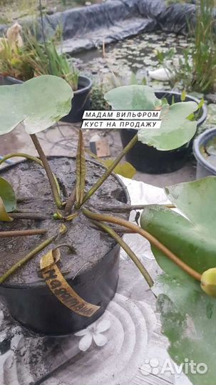 Цветущие нимфеи