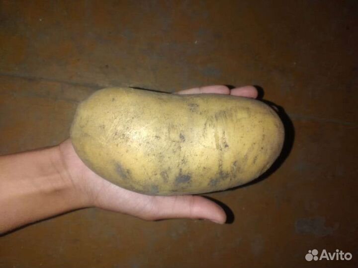 Картофель продам