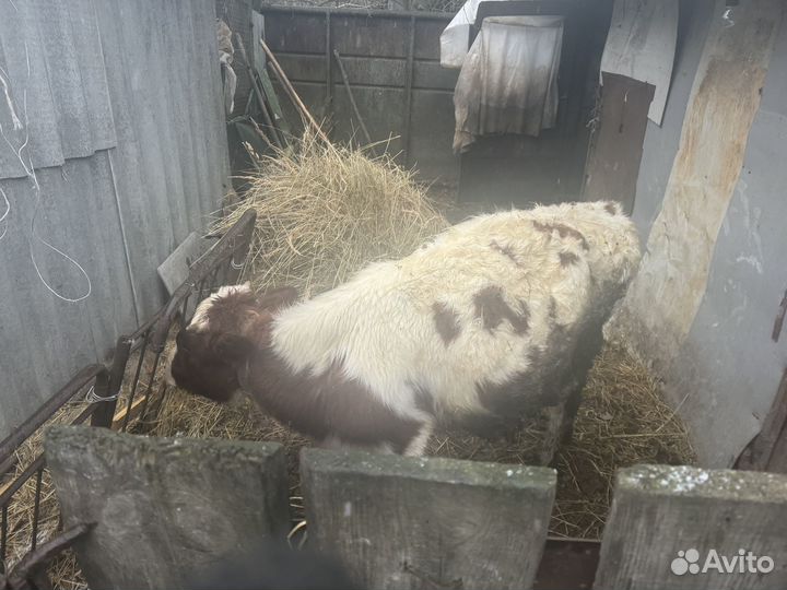 Бычки на доращивание 2шт