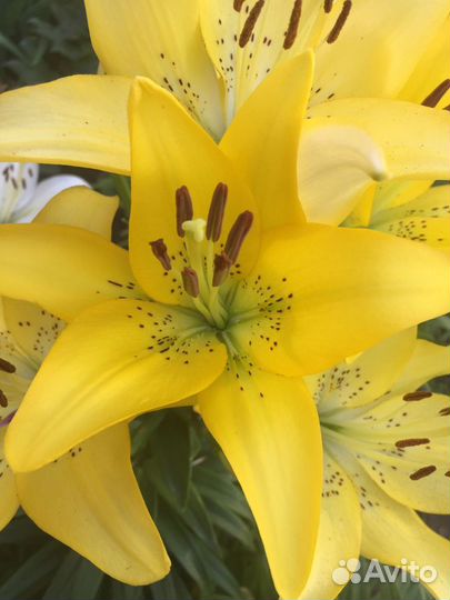 Лилии, лилейники, хосты