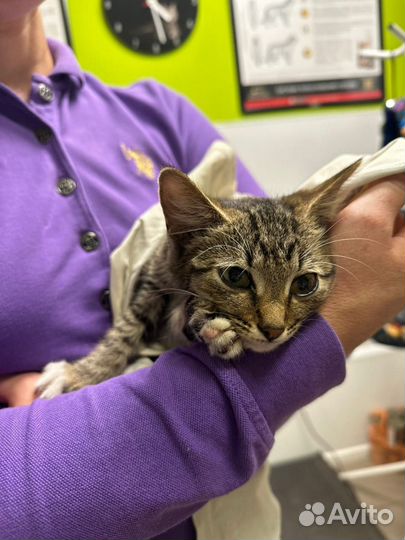 Котенок ищет дом