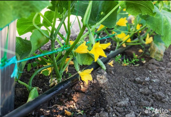 Капельная лента zelna (урожайная) 1000 м