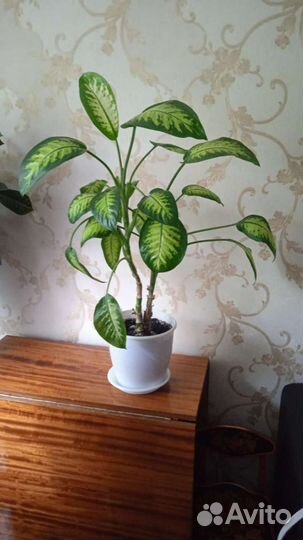 Диффенбахия